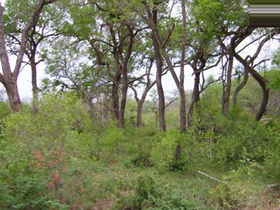 Land for Sale For Sale in Hoedspruit - Private Sale - MR056461