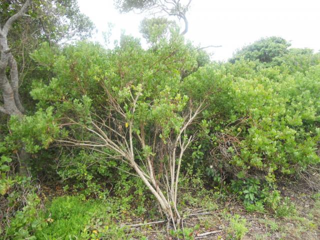 Front View of property in Wilderness