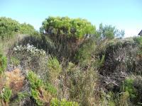 Front View of property in Pringle Bay