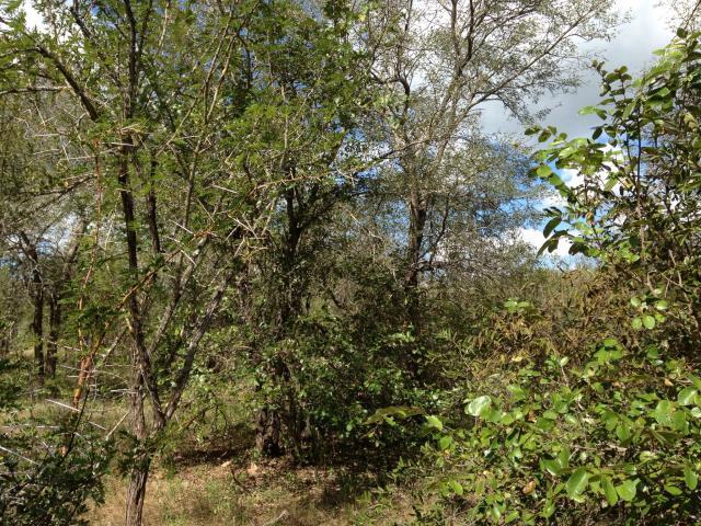 Land for Sale For Sale in Marloth Park - Home Sell - MR100095