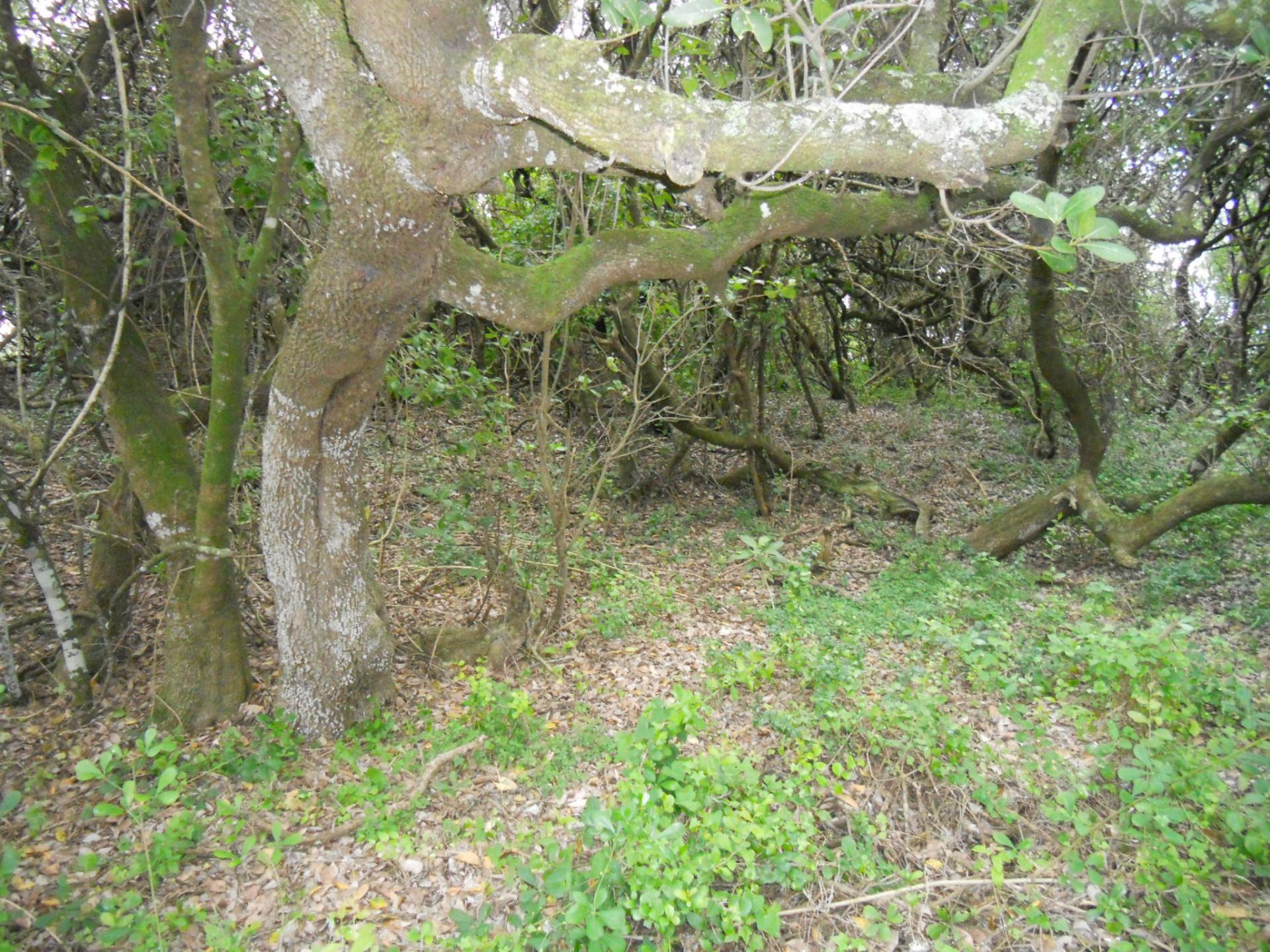 Front View of property in Beachview