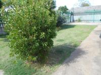 Garden of property in Brenthurst