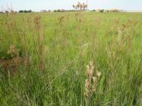 Land for Sale for sale in Grootfontein