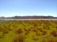 Farm for Sale for sale in Calvinia