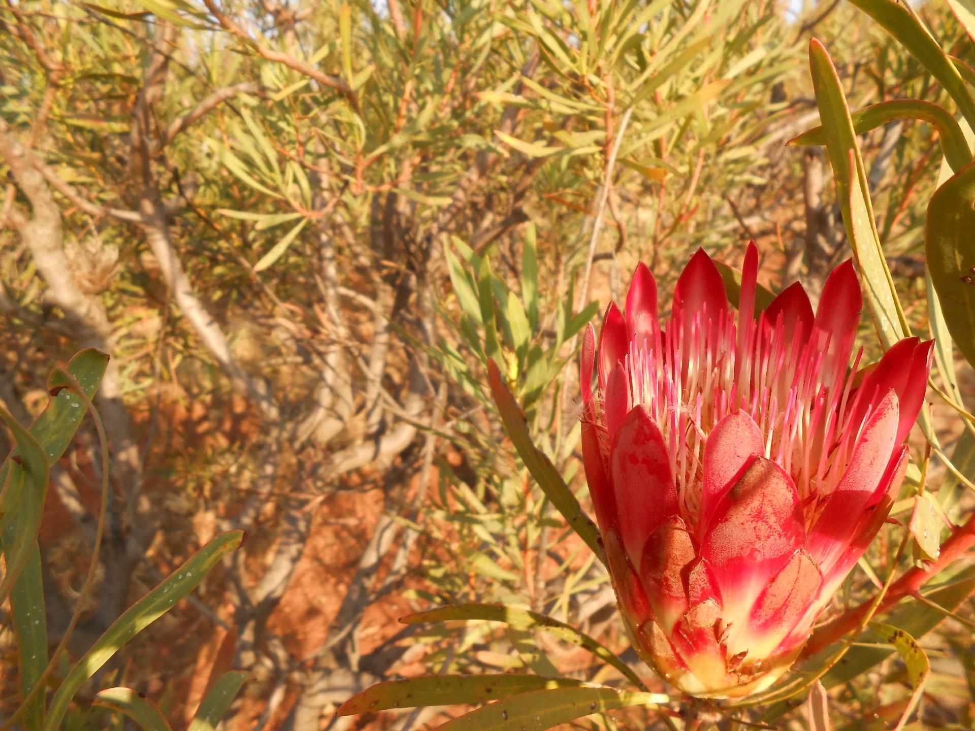 Front View of property in Krugersdorp