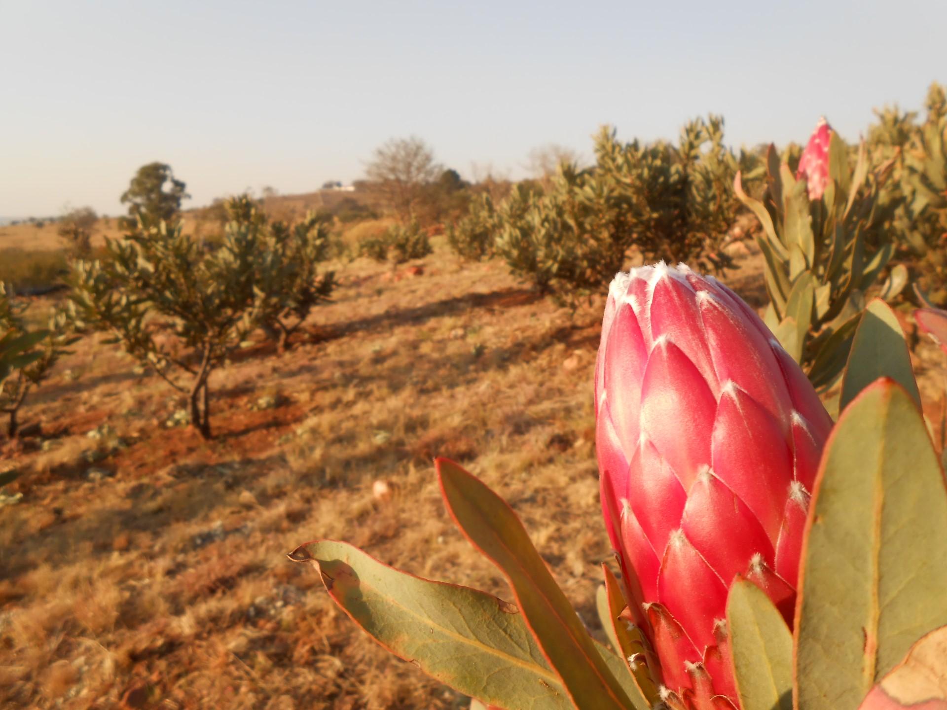 Front View of property in Krugersdorp