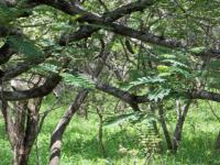 Front View of property in Marloth Park