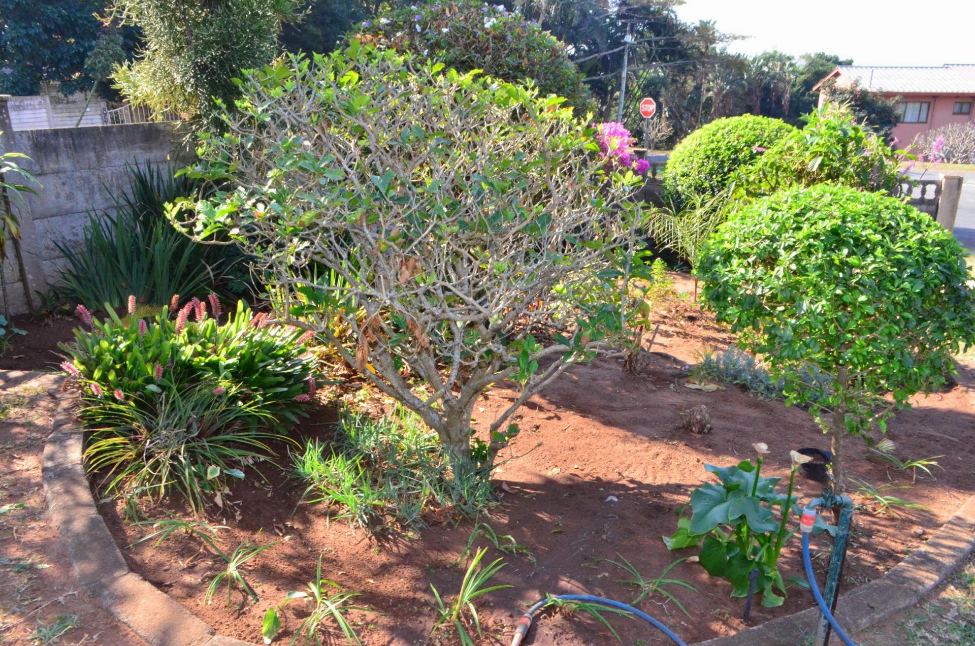 Garden of property in Hibberdene