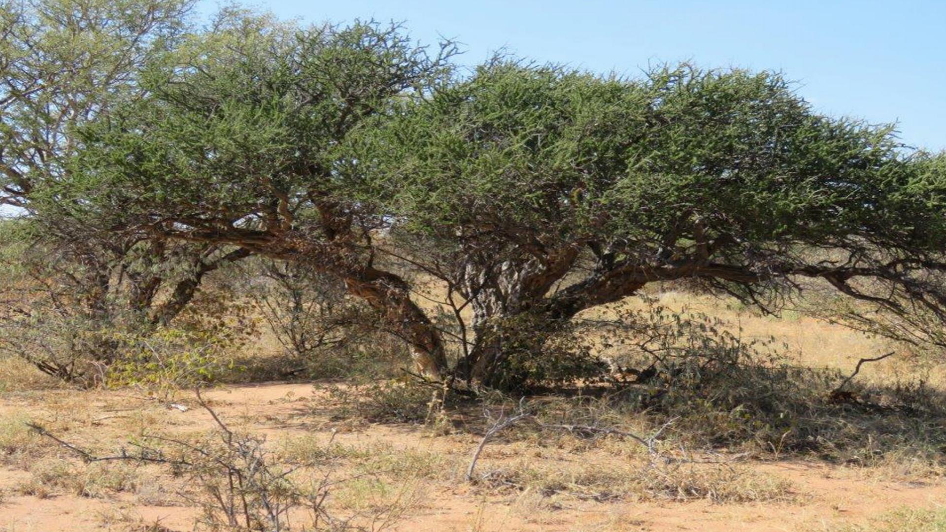 Backyard of property in Lephalale (Ellisras)