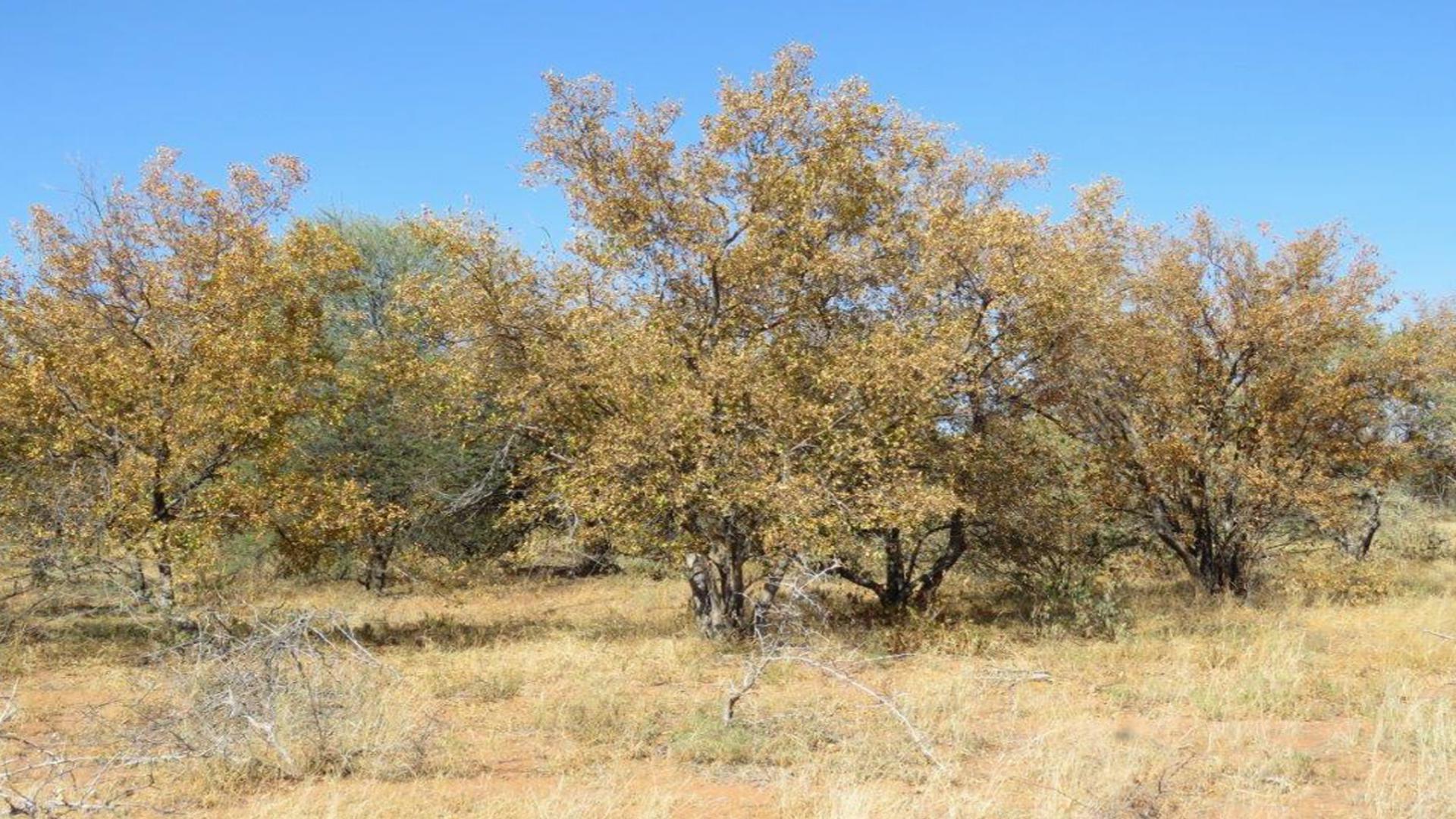 Backyard of property in Lephalale (Ellisras)