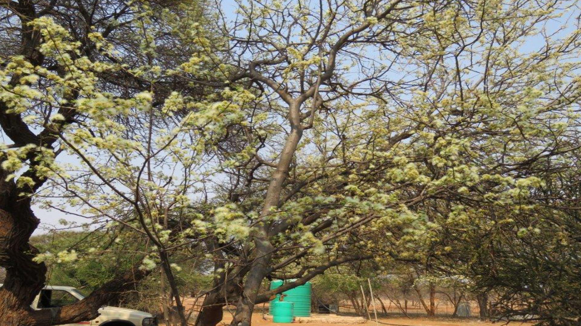 Backyard of property in Lephalale (Ellisras)