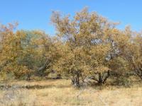 Backyard of property in Lephalale (Ellisras)