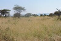 Land for Sale for sale in Makhado (Louis Trichard)