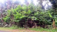 Land for Sale for sale in Trafalgar