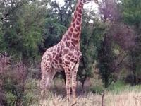  of property in Leeuwfontein Estates