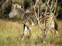  of property in Leeuwfontein Estates