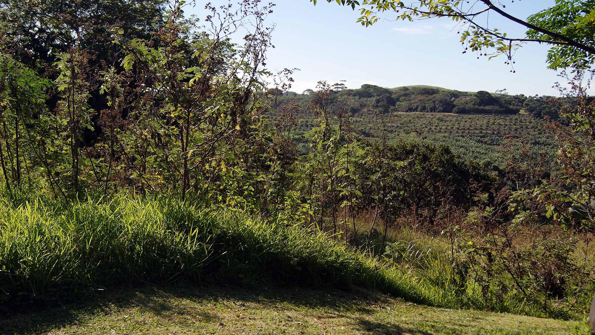 Land for Sale For Sale in Palm Beach Home Sell MR207986