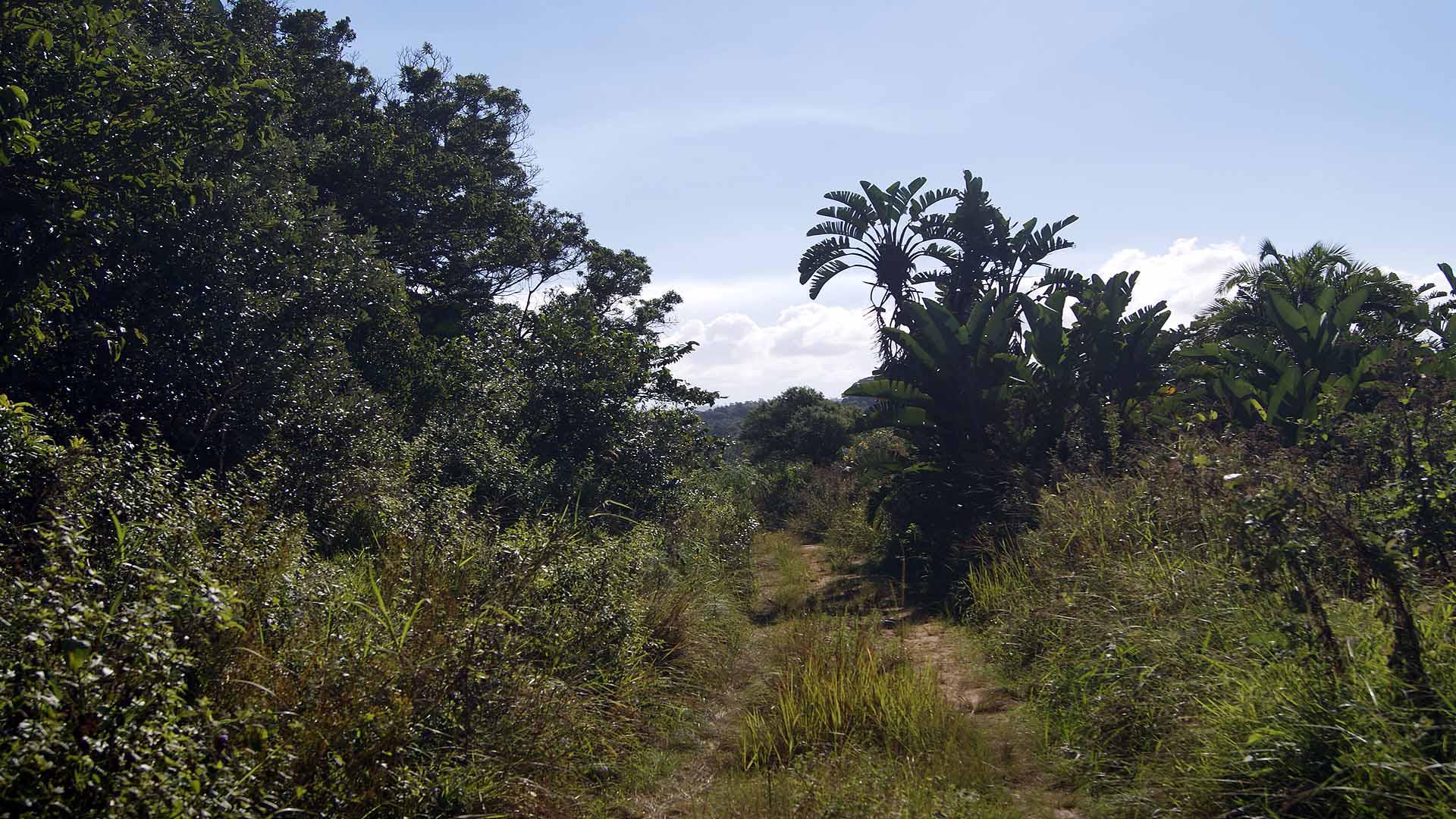 Land for Sale For Sale in Palm Beach Home Sell MR207986