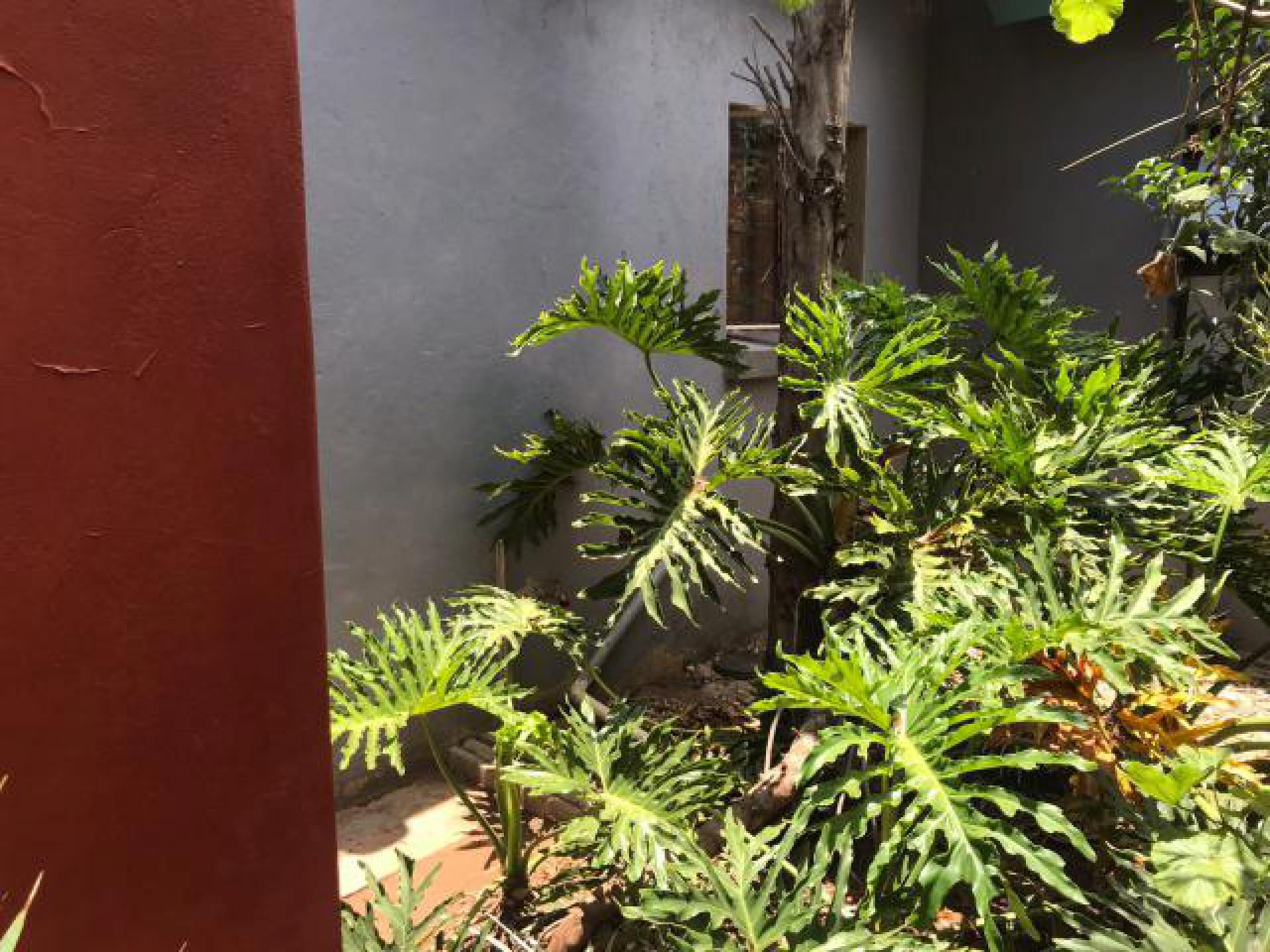 Backyard of property in Flora Park 