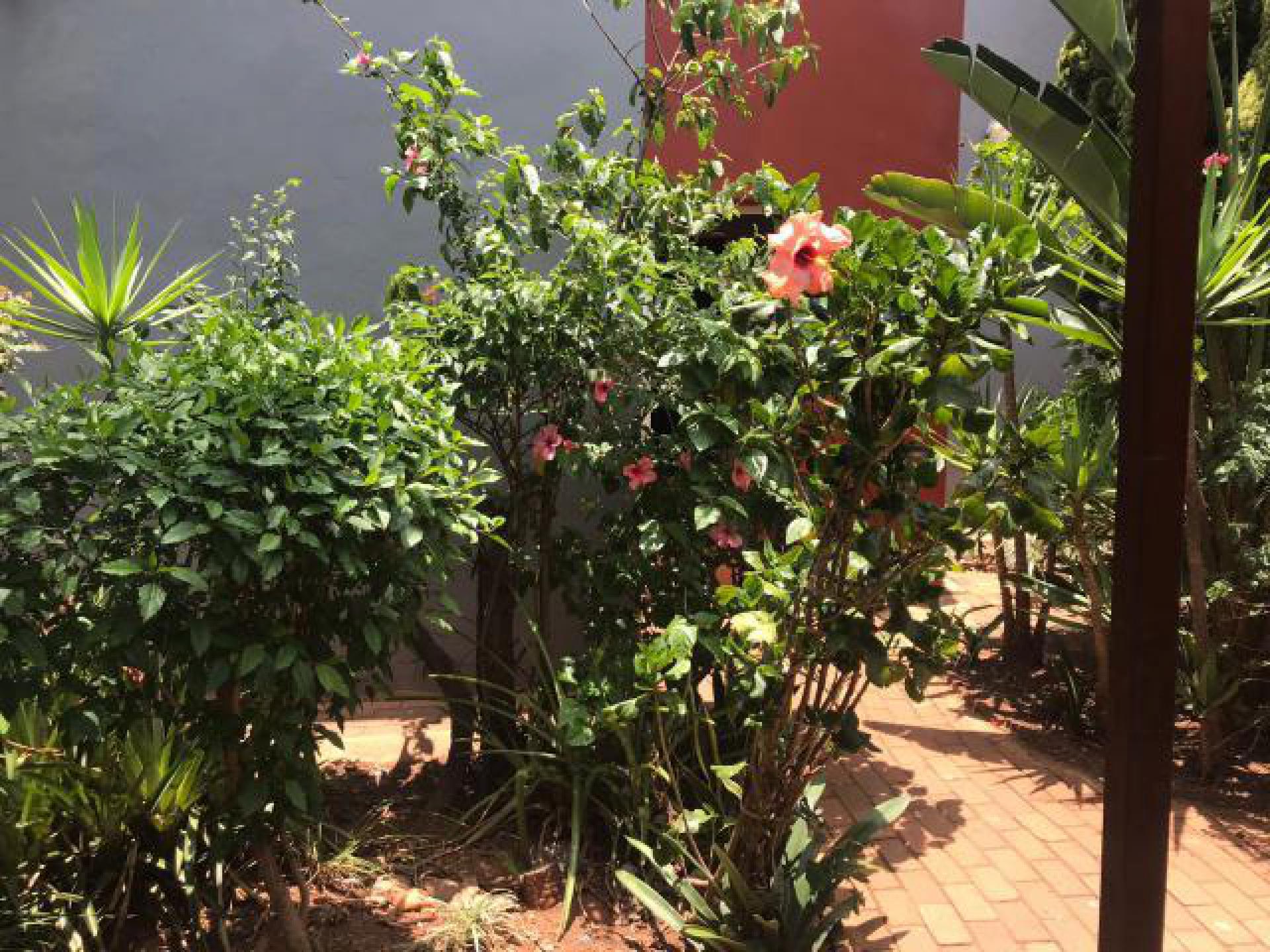 Backyard of property in Flora Park 