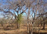 Front View of property in Marloth Park