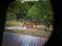  of property in Bela-Bela (Warmbad)