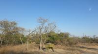 Land for Sale for sale in Hoedspruit