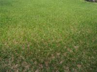 Land for Sale for sale in Newcastle