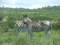  of property in Estcourt