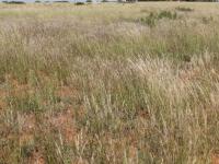 Land for Sale for sale in Springfontein