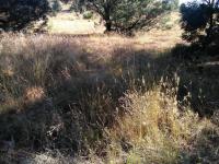 Land for Sale for sale in Ohenimuri