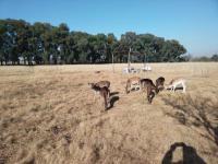  of property in Vereeniging