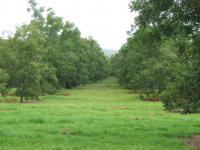 Farm for Sale for sale in Weenen
