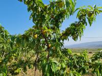  of property in Montagu