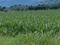 Farm for Sale for sale in Weenen