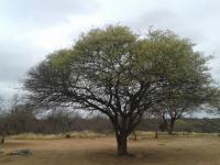  of property in Lephalale (Ellisras)