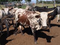 Farm for Sale for sale in Bathurst