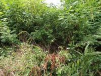 Land for Sale for sale in Kelso