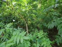  of property in Kelso