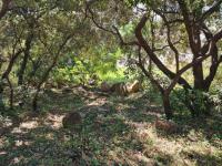 Land for Sale for sale in Cashan
