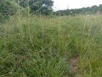  of property in Glen Hills (Stanger)