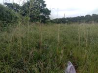  of property in Glen Hills (Stanger)