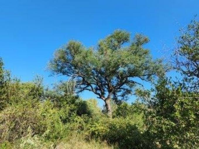 Commercial for Sale For Sale in Hoedspruit - MR571276