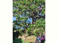  of property in Hibberdene