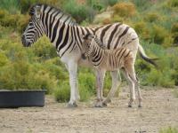 2 Bedroom 2 Bathroom Guest House for Sale for sale in Montagu