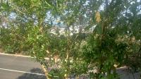 of property in Shakas Rock