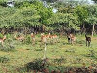  of property in Mokopane (Potgietersrust)