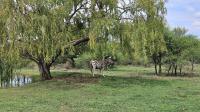 6 Bedroom 4 Bathroom House for Sale for sale in Onderstepoort AH