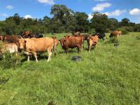 Farm for Sale for sale in Bathurst