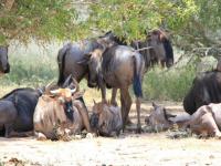  of property in Hoedspruit